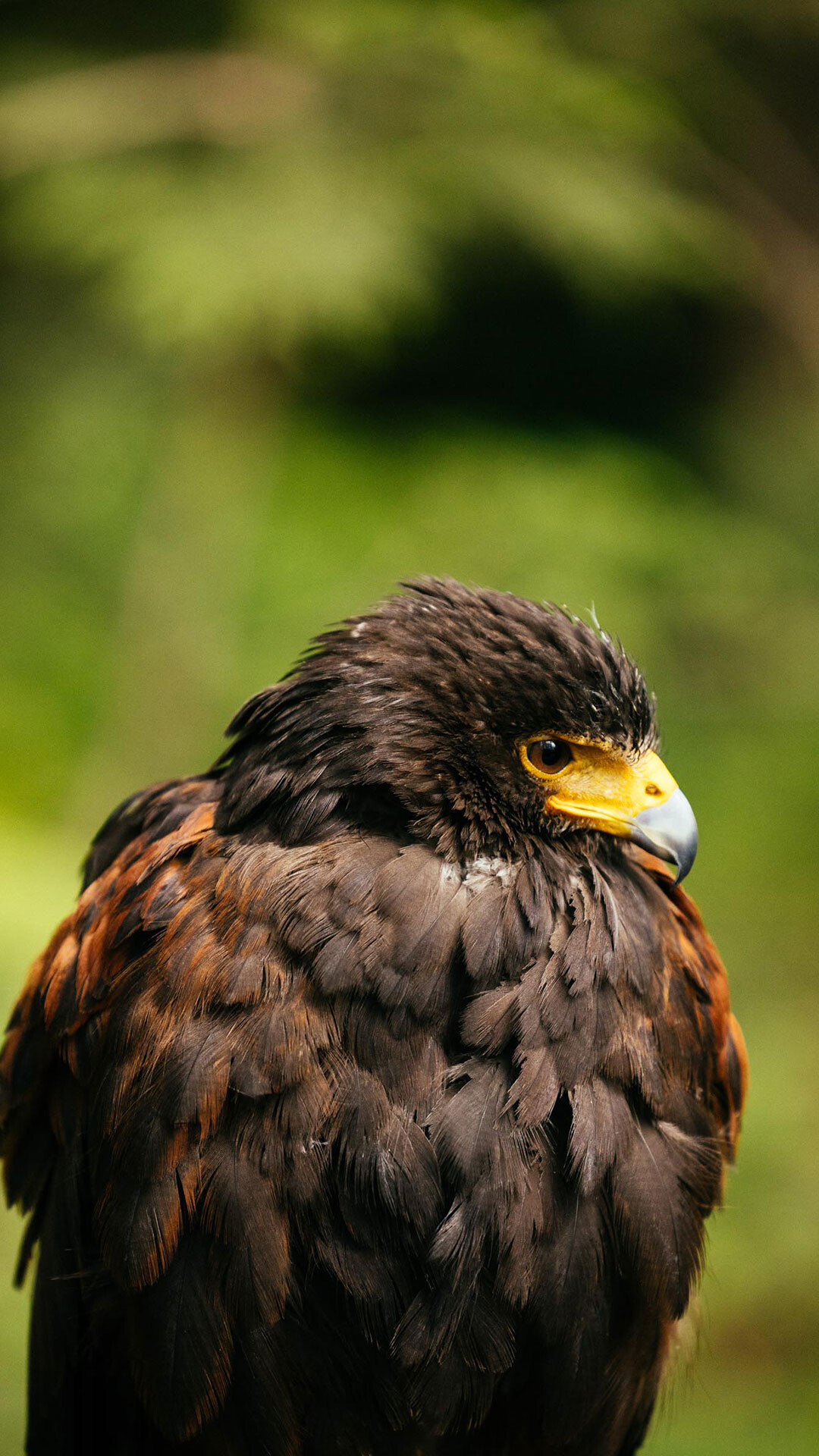 Guest photo at Capilano Suspension Bridge Park