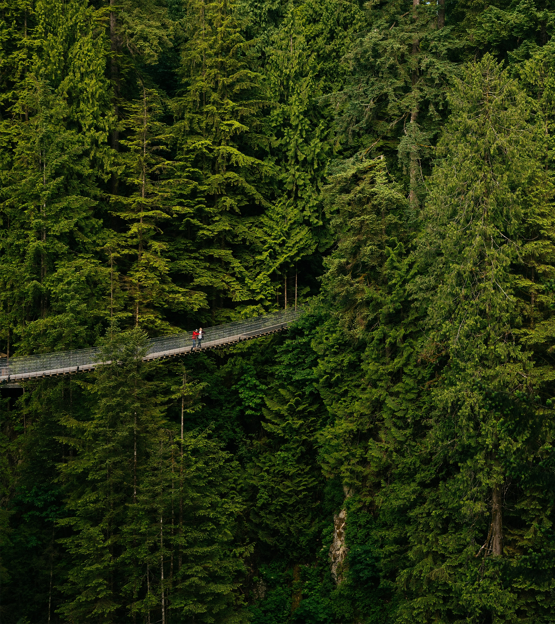 Park Attractions at Capilano Suspension Bridge Park