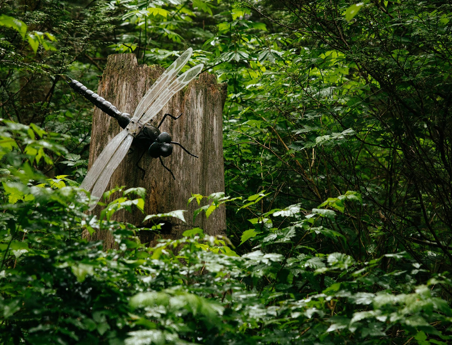 The Living Forest Exhibit at Capilano Suspension Bridge Park